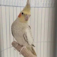 عروس‌هلندی‌ماده