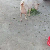 شیر بز سانن تازه و مغذی