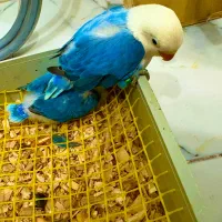 سه عدد کتوله سرلاکی خوشرنگ