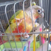 گرینچیک آناناسی رام