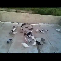 کفتر فروشی