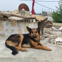 سلام جرمن ماده