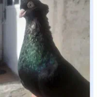 کبوترزاغ صرب