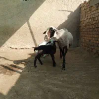 رومانوف اصیل