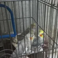 یک جفت عروس هلندی بایک عدد جوجه باقفس بزرگ|پرنده|کوهسار (البرز), |دیوار