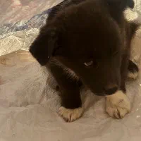 توله ماده تول|سگ|کرمانشاه, |دیوار