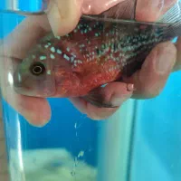 هیبرید کامفا و ویجا (سوپر رد کامفا)|ماهی|فردیس, شهرک راه آهن|دیوار