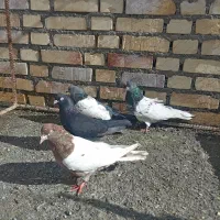 هشت تا کاله|پرنده|بکتاش, |دیوار