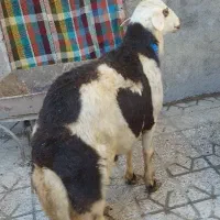 فروش قوچ پلنگی