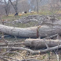 خرید چوب درخت قلمه، دام آغاجی ضایعات در باغ و حیاط|خدمات باغبانی و درختکاری|خوی, |دیوار