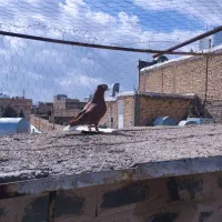 سرخ دمسفید|حیوانات|مرودشت, ثبت احوال|دیوار