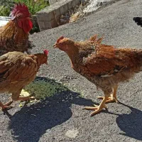 واروک ، مرغ و خروس|حیوانات مزرعه|جوانرود, |دیوار