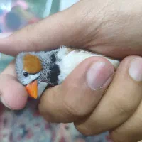 دو عدد فنچ نر