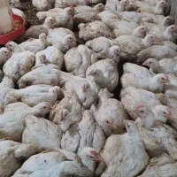 فروش مرغ گوشتی کاملا ارگانیک|حیوانات مزرعه|سورک, |دیوار