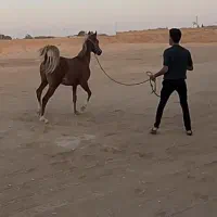 اسب یه سر عرب|اسب و تجهیزات اسب‌سواری|شاهین‌شهر, گزبرخوار|دیوار