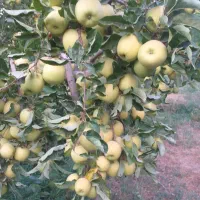 فروش سیب سردرختی