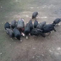 فروش بوقلمون بزرگ یکجا سالم ب شرط|حیوانات مزرعه|تولم شهر, |دیوار