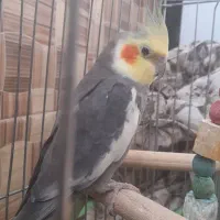 یک جفت عروس هلندی نر وماده|پرنده|سامان, |دیوار