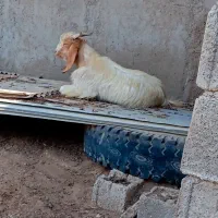 کره نر|حیوانات مزرعه|هندیجان, |دیوار