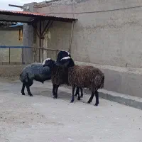 شیشک تخلی سیاه شال