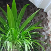 گل فیکوس و سوسن و پاندانوس و دیفن باخیا|گل مصنوعی|یزد, |دیوار