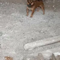 سگ شی واوا فروشی یا ماملع