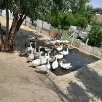 فروش غاز .مرغ .خروس .اردک خارجی|حیوانات مزرعه|بندر ترکمن, |دیوار