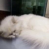 گربه پرشین.|گربه|گرگان, |دیوار