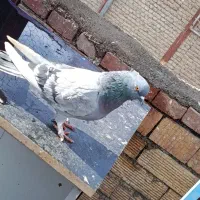 فروشی|پرنده|نقده, |دیوار