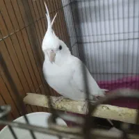 عروس هلندی نر|پرنده|قزوین, |دیوار