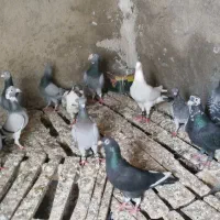 کبوتر|پرنده|فاضل آباد, |دیوار