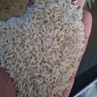 فروش برنج محلی