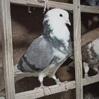 کبوتر گرویی