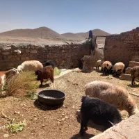 گوسفند دومی یکجا