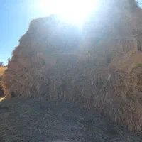 علف فروشی