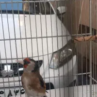 سهره زاغ سر شیرین کار جفتی