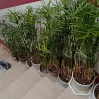 گلدان آپارتمان نخل مرداب یوکا آلوورا گل یخ کراسولا