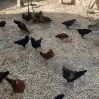 تعدادی جوجه سالم به فروش میرسد