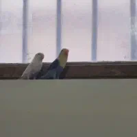 طوطی کوتوله|پرنده|زاهدان, |دیوار