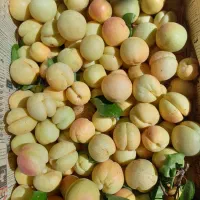 زردآلو شیرین
