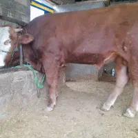 گوساله سیمینتال نر