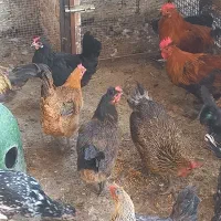 مرغ و خروس محلی