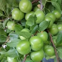 نهالستان برادران شاهرخی