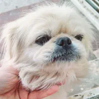 هاپوی خوشگل|سگ|کرمان, |دیوار