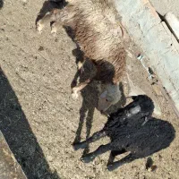 بره نر، میش،بز