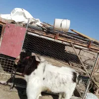 بز نر|حیوانات مزرعه|زاهدان, |دیوار