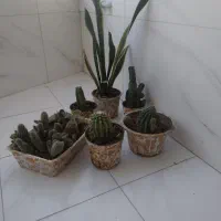 کلکسیون تعداد وسیله و گل