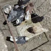 دونه 200 هزار تومن|پرنده|بند زرک, |دیوار