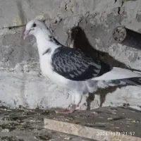 5عدد کفتر جوجه پلاکی