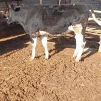 ۳ راس تلیسه جنس بالا پای کل داشتی گاو گوساله|حیوانات مزرعه|گمیشان, |دیوار